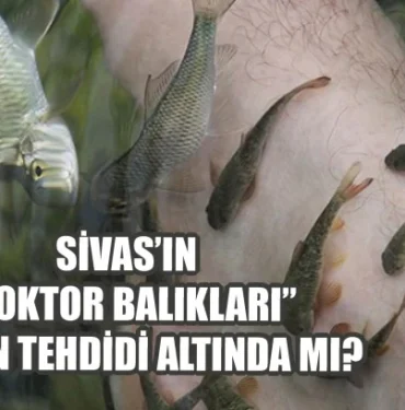 sivas-in-doktor-baliklari-koc-un-tehdidi-altinda-mi-53038.webp.webp