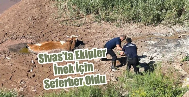 sivas-ta-ekipler-inek-icin-seferber-oldu-789088.webp.webp