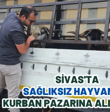 sivas-ta-sagliksiz-hayvanlar-kurban-pazarina-alinmiyor-235060.webp.webp