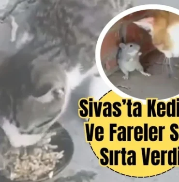 sivas-ta-kediler-ve-fareler-sirt-sirta-verdi-91478.webp.webp
