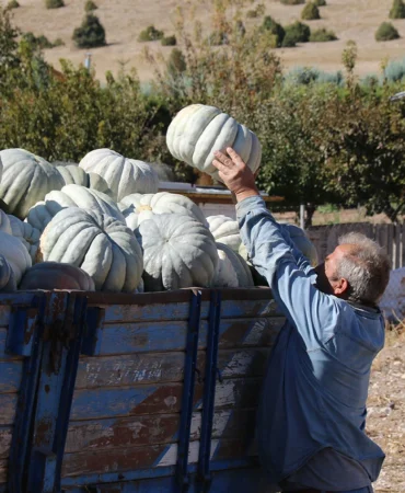 sivas-tan-yogun-ragbet-goruyor-tarlada-5-lira-pazarda-30-lira-239590.webp.webp
