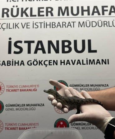 timsahyakalndi.jpg