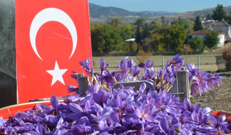 Amasya’da Safran Hasadı Şenliği Coşkuyla Kutlandı!