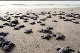 antalya-sahillerinde-25-bin-caretta-caretta-yavrusu-denizle-bulustu-106a87741491e1d.webp.webp