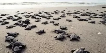antalya-sahillerinde-25-bin-caretta-caretta-yavrusu-denizle-bulustu-106a87741491e1d.webp.webp