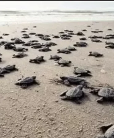 antalya-sahillerinde-25-bin-caretta-caretta-yavrusu-denizle-bulustu-106a87741491e1d.webp.webp
