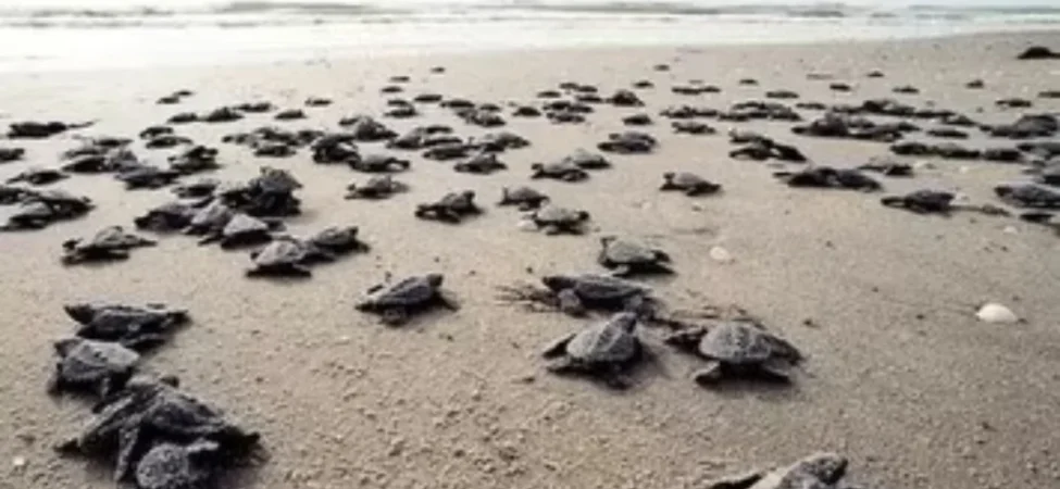 antalya-sahillerinde-25-bin-caretta-caretta-yavrusu-denizle-bulustu-106a87741491e1d.webp.webp